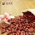 Granos de riñón rojos británicos orgánicos Granos de riñón rojos oscuros Variedad de Shanxi 180-200pcs / 100g